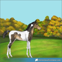 Horse Color:Buckskin Tobiano Rabicano