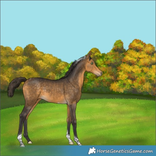 Horse Color:Buckskin Tobiano Rabicano