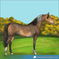 Horse Color:Buckskin Tobiano Rabicano