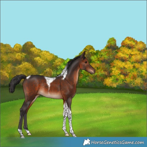 Horse Color:Brown Tobiano Rabicano 