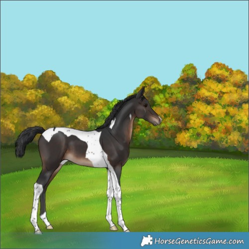 Horse Color:Brown Tobiano 
