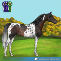 Horse Color:Brown Tobiano Rabicano