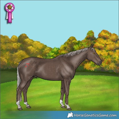 Horse Color:Silver Black Tobiano 