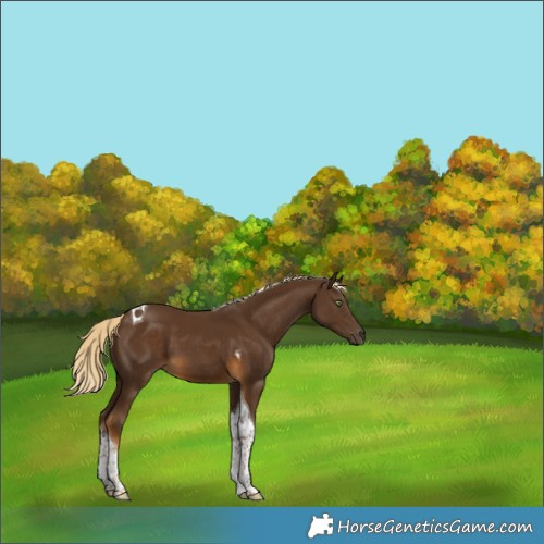Horse Color:Chocolate Palomino Tobiano 