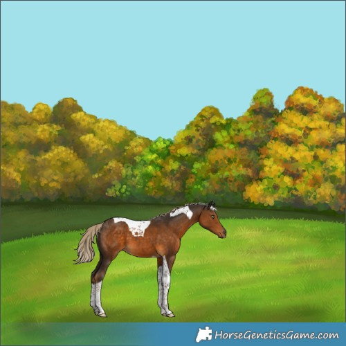 Horse Color:Chocolate Palomino Tobiano 