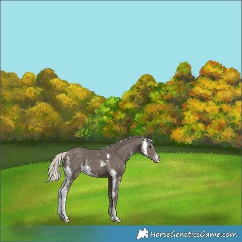Horse Color:Silver Smoky Black Sabino 