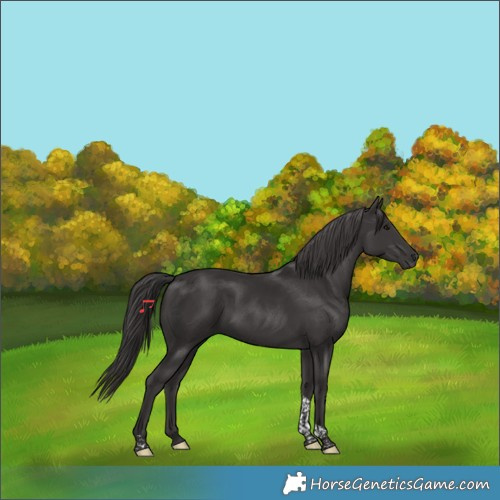 Horse Color:Smoky Black Tobiano 