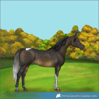 Horse Color:Buckskin Tobiano