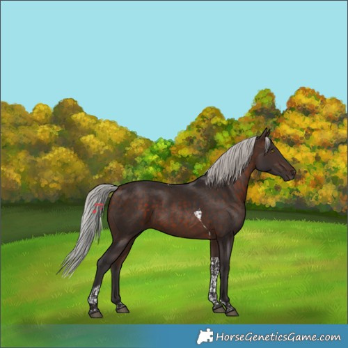 Horse Color:Silver Brown Tobiano 