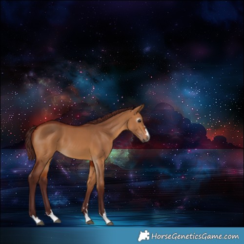 Horse Color:Gray Chocolate Bay Dun 