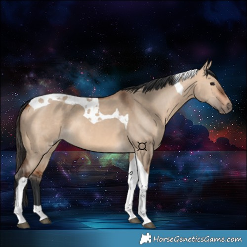 Horse Color:Bay Dun Tobiano 