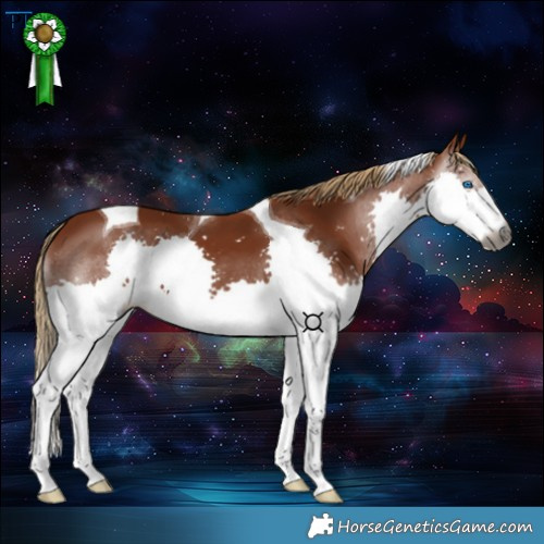 Horse Color:Gray Chestnut Splash Tobiano
