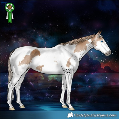Horse Color:Gray Red Dun Splash Tobiano