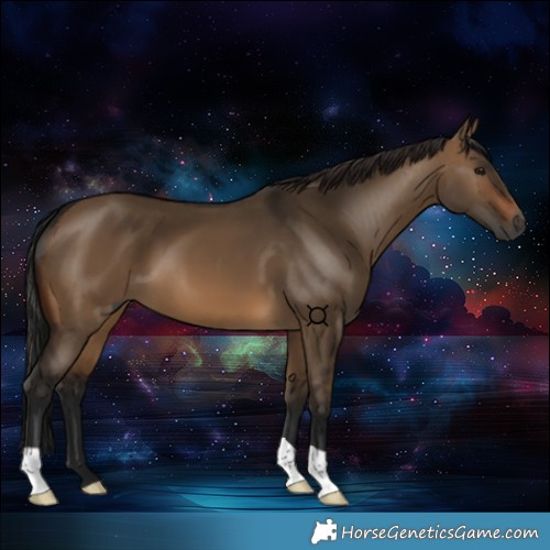 Horse Color:Gray Brown Dun 