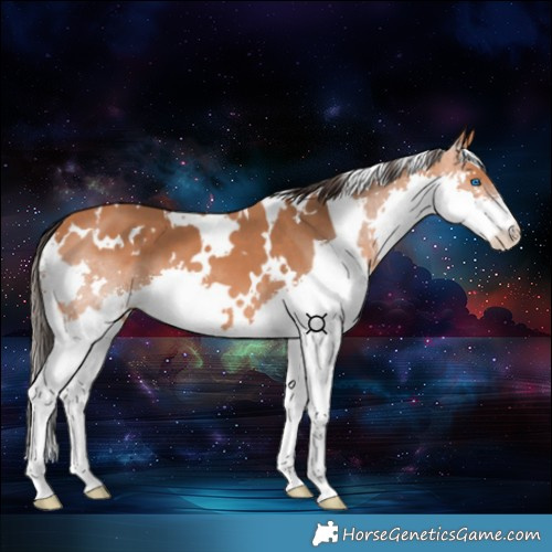 Horse Color:White Spotted Bay Splash