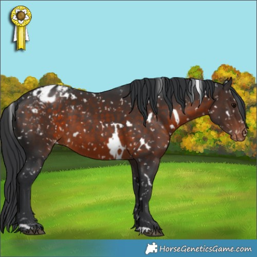 Horse Color:White Spotted Brown Appaloosa 