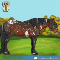 Horse Color:White Spotted Brown Snowflake Varnish 