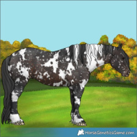 Horse Color:White Spotted Brown Snowflake Varnish 
