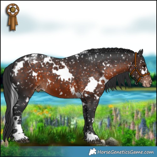 Horse Color:White Spotted Brown Appaloosa 