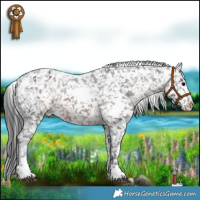 Horse Color:White Spotted Brown Appaloosa 