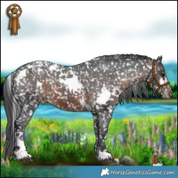 Horse Color:White Spotted Brown Appaloosa 