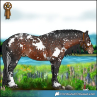 Horse Color:White Spotted Brown Appaloosa 