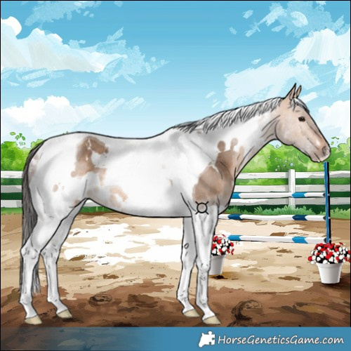 Horse Color:White Spotted Bay Dun Tobiano Rabicano 