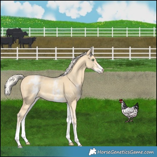 Horse Color:White Spotted Gold Cream Champagne 