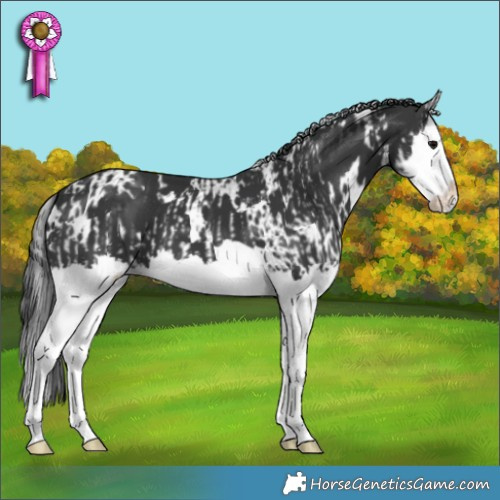 Horse Color:White Spotted Black Splash  and White Spotted Black Splash 