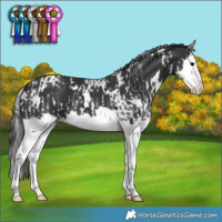 Horse Color:White Spotted Black Splash and White Spotted Black Splash