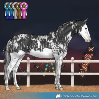 Horse Color:White Spotted Black Splash and White Spotted Black Splash