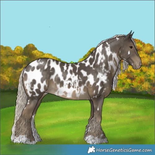 Horse Color:White Spotted Silver Smoky Black Appaloosa 