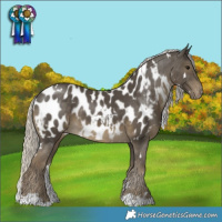 Horse Color:White Spotted Silver Smoky Black Appaloosa