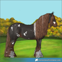 Horse Color:White Spotted Liver Chestnut Sabino 