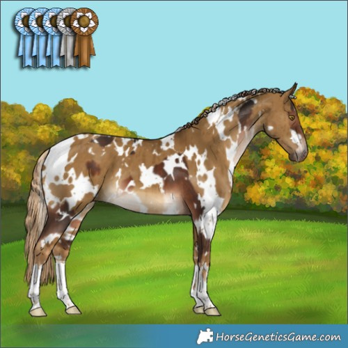 Horse Color:White Spotted Liver Chestnut  and White Spotted Chocolate Palomino Dun Brindle 