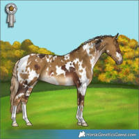 Horse Color:White Spotted Liver Chestnut  and White Spotted Chocolate Palomino Dun Brindle 