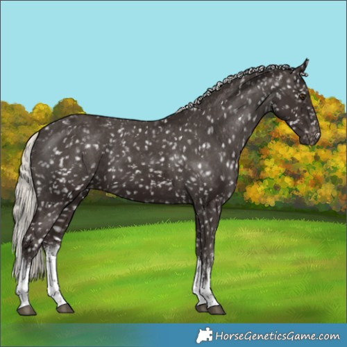 Horse Color:White Spotted Liver Chestnut Mushroom Appaloosa 