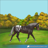 Horse Color:Powder White Silver Brown Tobiano Appaloosa