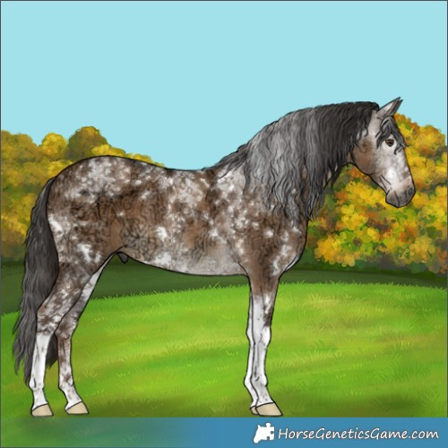 Horse Color:Gray White Spotted Liver Red Dun Ice Tobiano 