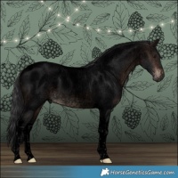 Horse Color:Void Brown Roan Tobiano 