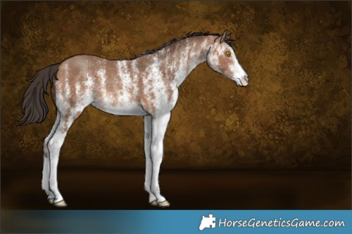 Horse Color:White Spotted Sable Champagne 