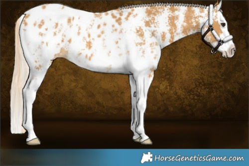 Horse Color:Palomino Sabino Splash Appaloosa 