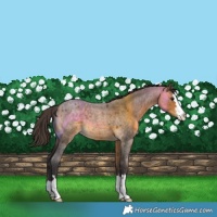Horse Color:Buckskin Roan 