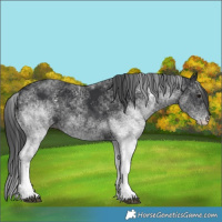 Horse Color:White Spotted Black 