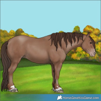 Horse Color:Unknown 