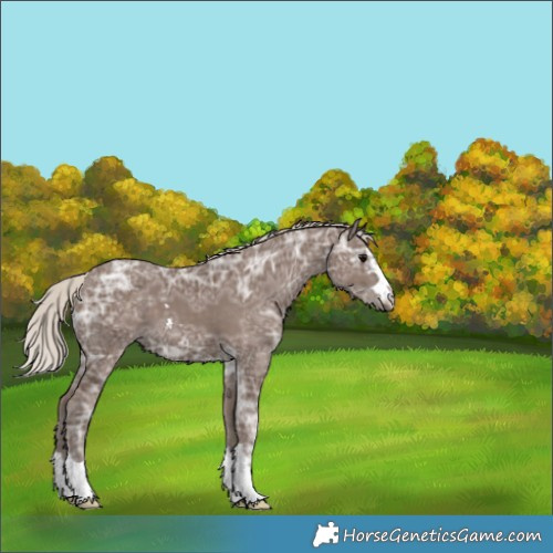 Horse Color:Silver Black Ice 