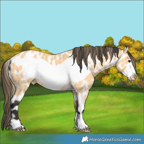 Horse Color:Buckskin Frame Near Leopard