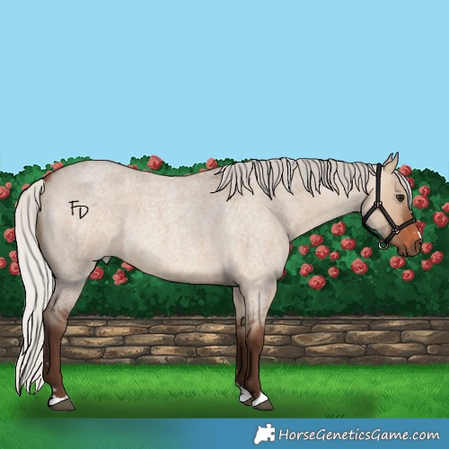 Horse Color:Silver Brown Roan Dun 