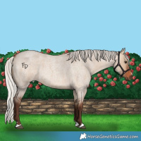 Horse Color:Silver Brown Roan Dun 