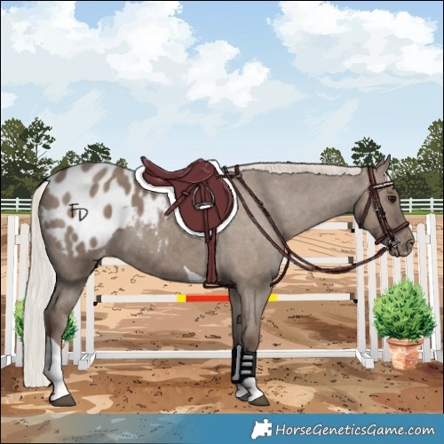 Horse Color:Silver Grullo Tobiano Appaloosa 